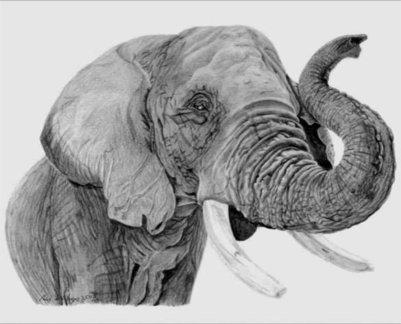 maxres default realistic elephant drawings