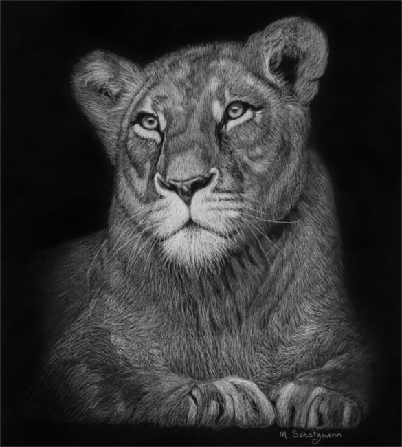 lioness white on black small realistic drawing