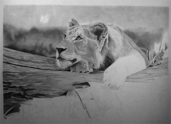 realistic pencil lion drawing download