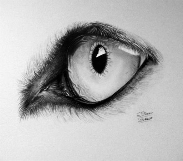realistic wolf eye drawing by lethalchris