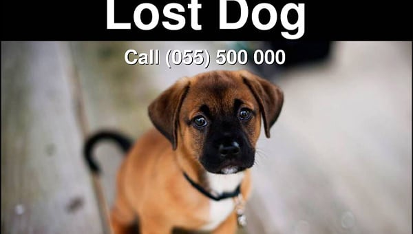 lost dog flyer template