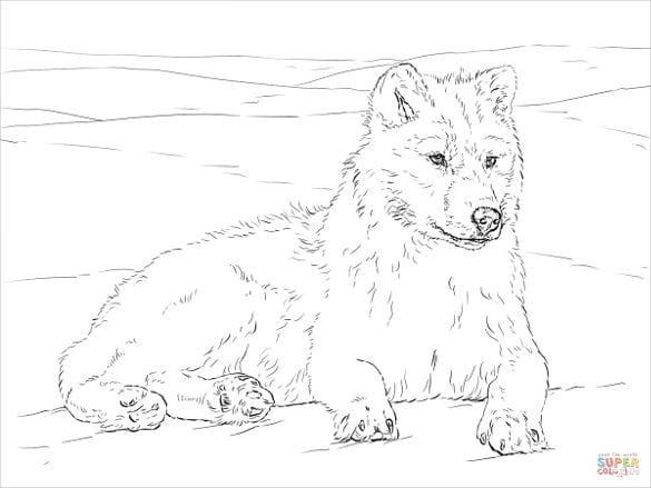 pencil art wolf drawing