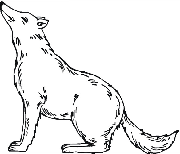 wolf sitting drawing