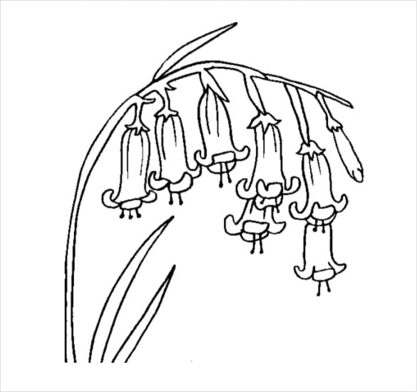 bluebell coloring page pdf free download