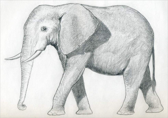 print ready elephant drawing template