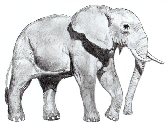 ready to print elephant drawing template