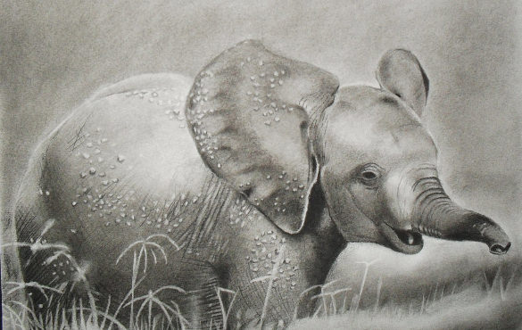 charcoal baby elephant drawing template