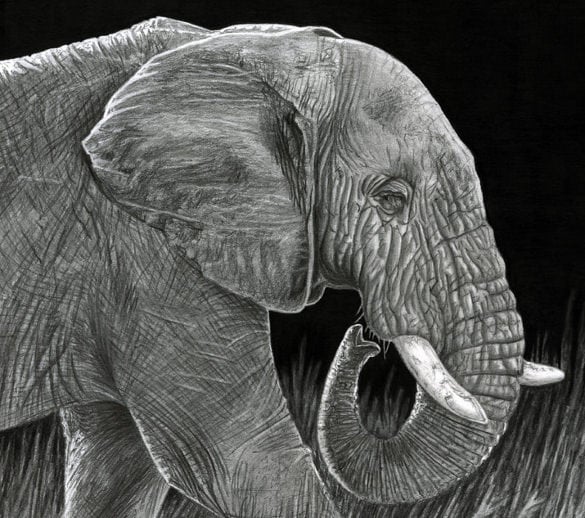 graphite pencil elephant drawing template