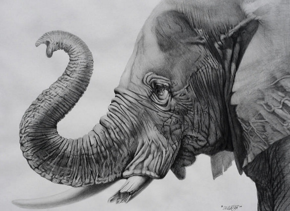 unique pencil art elephant drawing template