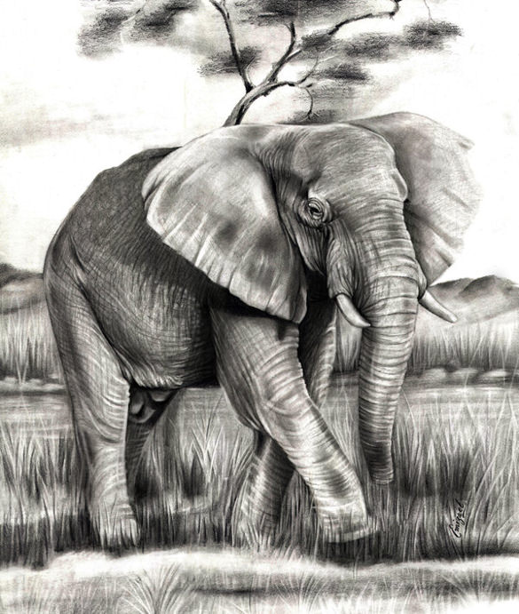 Elephant Drawings – 15+ Free Printable, JPEG, PNG Format Download