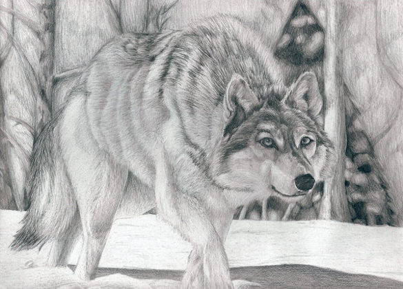 free printable wolf drawings