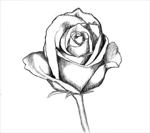 rose drawing template