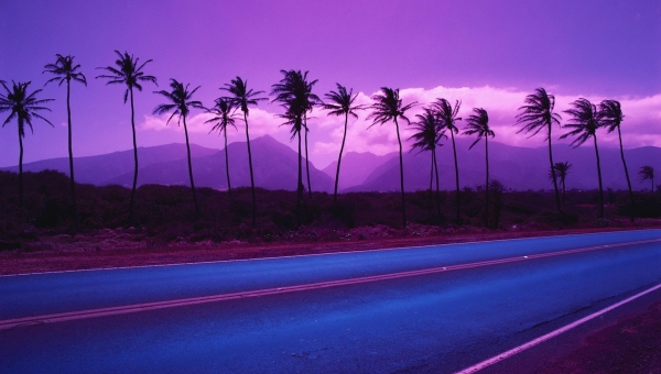 purple trees wallpaper