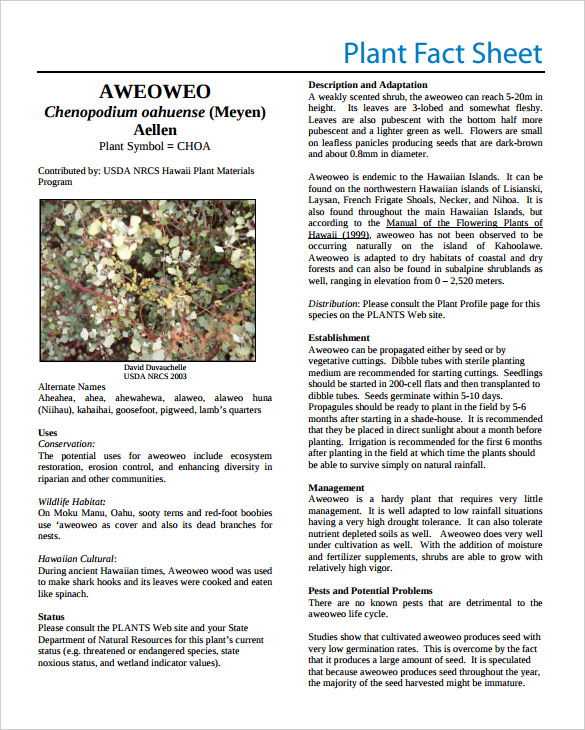 plant fact sheet template pdf format free download