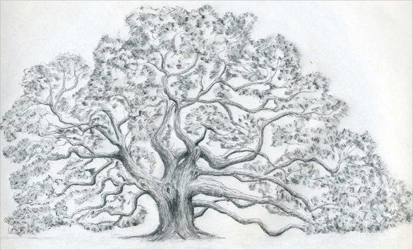 beautiful tree drawing template