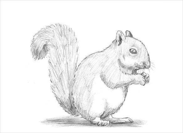 cute squirrel drawing template