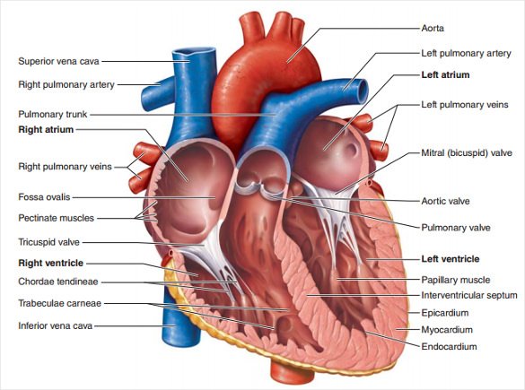 13+ Heart Diagram Templates – Sample, Example, Format Download | Free