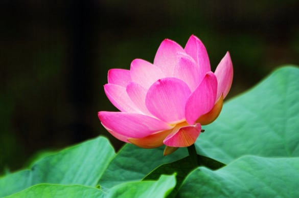 lotus flower to show the look sometimes