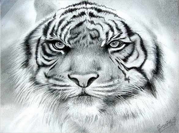 tiger drawing