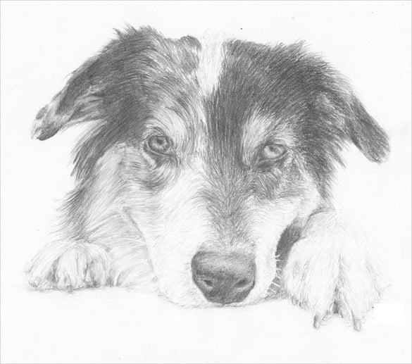 cute dog drawing