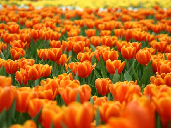 orange tulips flowers nature wallpaper