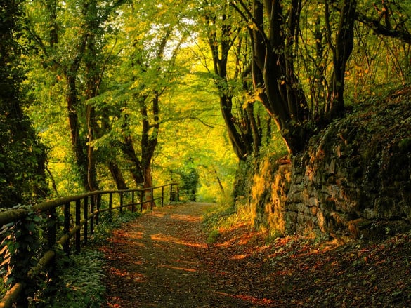 autumn-nature-wallpaper