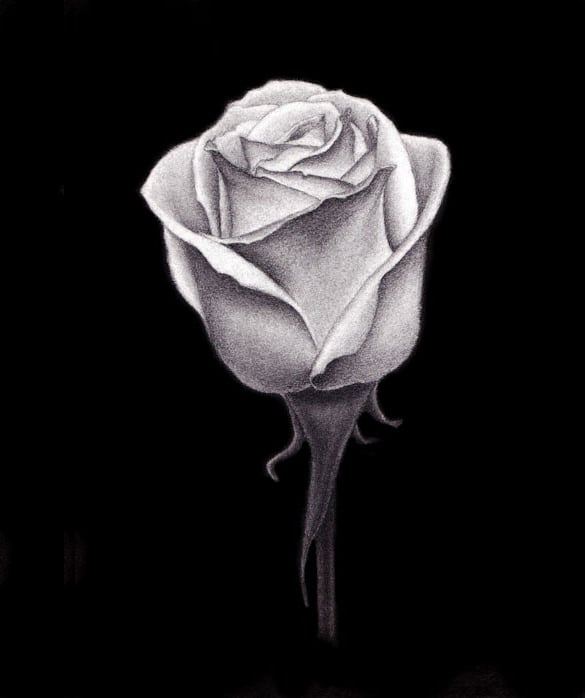 charcoal rose drawing