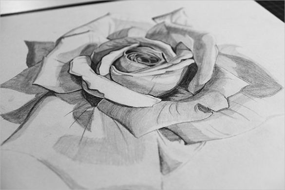 realistic rose drawing