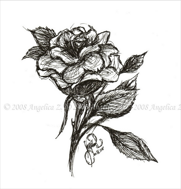 sketch rose pen Premium Rose  & Free Drawing   Templates 27