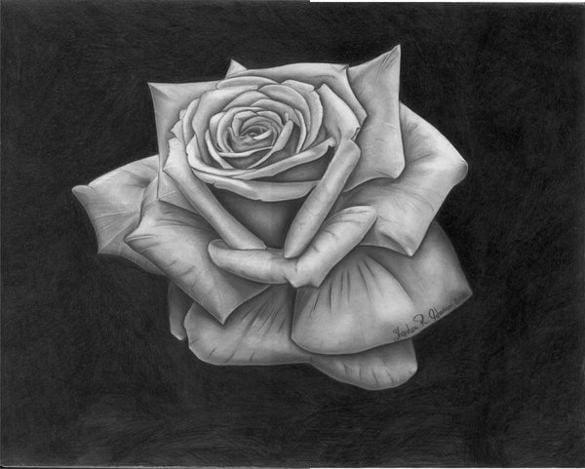 cool rose drawing