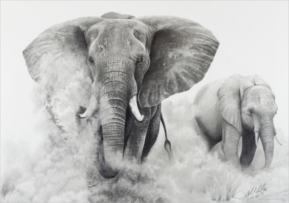 pencil drawings of wildlife