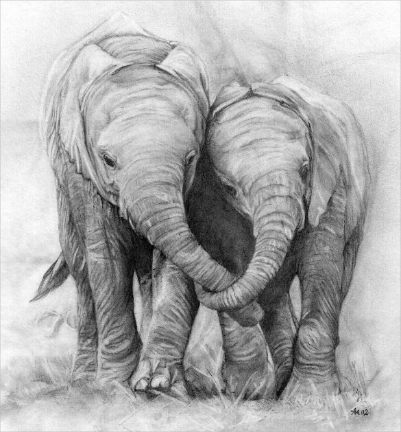 elephant couple pencil drawing