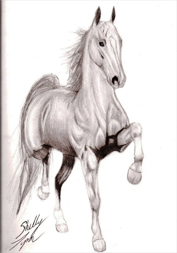 riding horse drawing jpg download