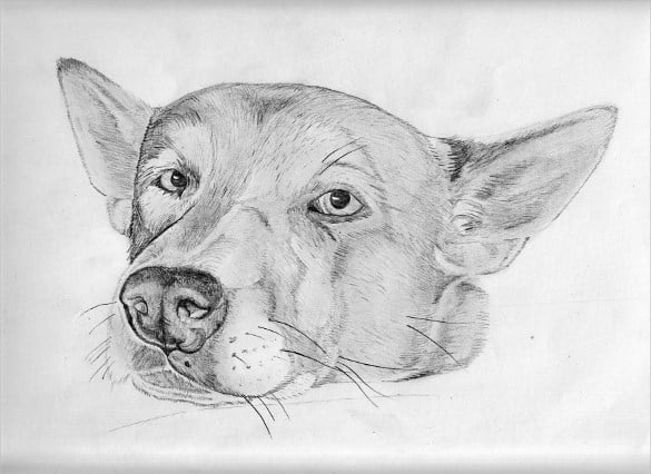 pencil drawing of a dog