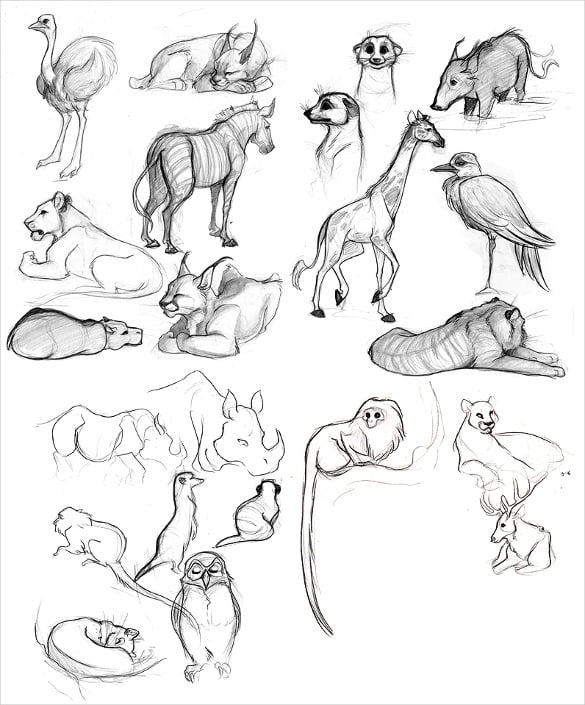 set of animal drawings png download