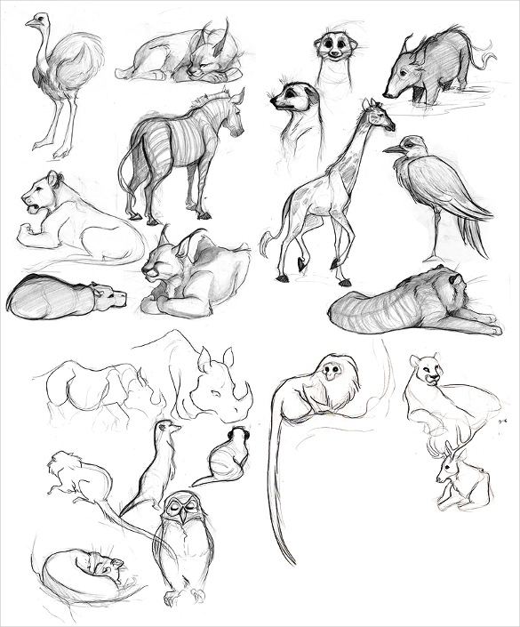 24 Animal Drawings Free Psd Ai Vector Eps Format