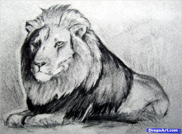 hungry lion drawing