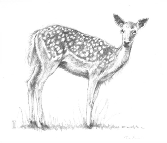 easy to draw deer