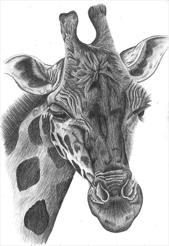 giraffe pencil drawing
