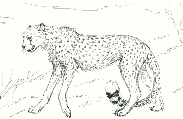 simple cheetah drawing