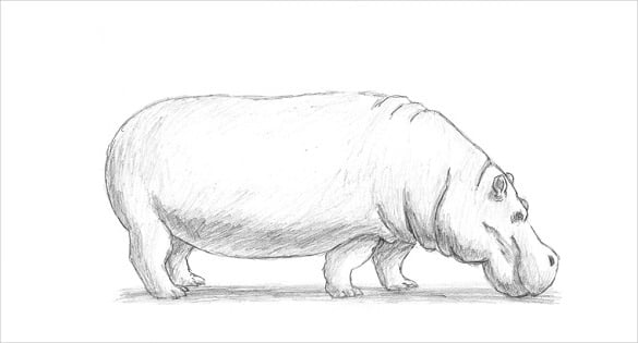 hippopotamus drawing