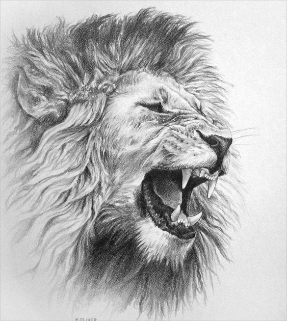 hungry lion head drawing