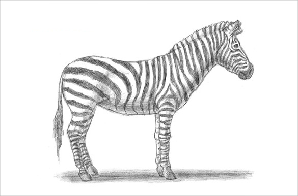 cartoon zebra drawing easy