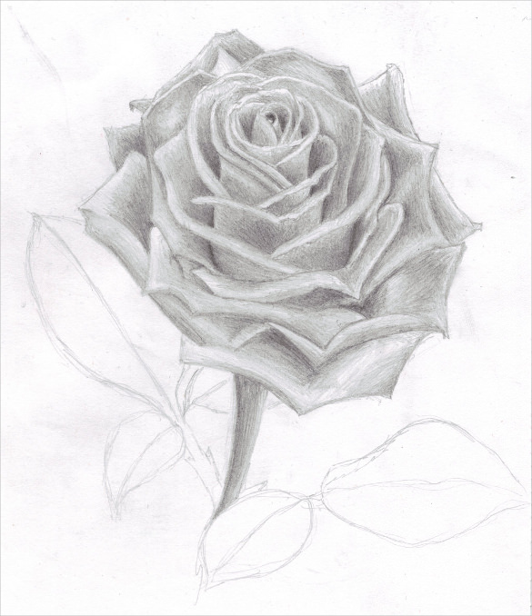 awesome pencil drawing of rose