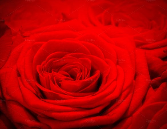 red rose background download