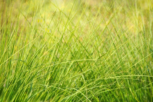 long green grass texture for texture