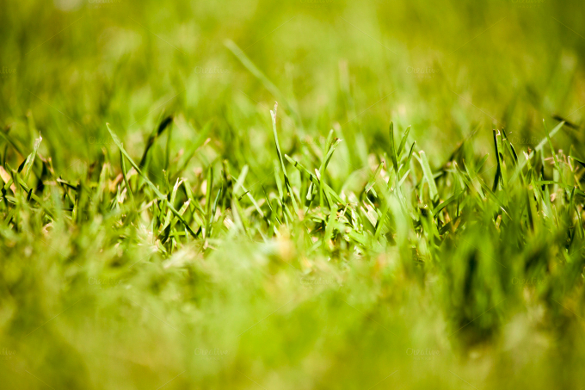 Grass Textures – 30+ Free JPG, PNG, PSD, AI, Vector EPS Format Download