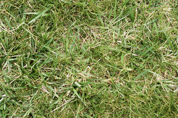 Grass Textures – 30+ Free JPG, PNG, PSD, AI, Vector EPS Format Download