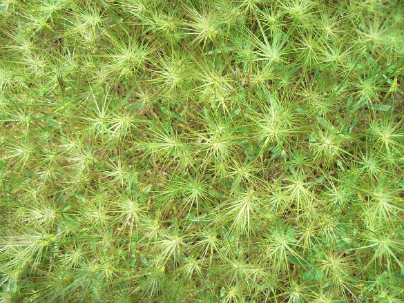 star grass texture for download