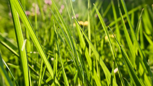 clear green grass texture for download